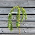 Smrekovec japonský (Larix kaempferi) ´PENDULA´ - výška 80-130 cm, kont. C3L – NA KMIENKU